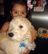 Labradoodle Puppies for sale in Charlotte, NC 28277, USA. price: $700