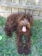Labradoodle Puppies for sale in Kellogg, IA 50135, USA. price: NA