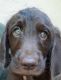 Labradoodle Puppies for sale in Dunnellon, FL, USA. price: NA