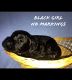 Labradoodle Puppies for sale in Farris, OK 74525, USA. price: NA