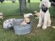 Labradoodle Puppies for sale in Archbold, OH 43502, USA. price: $1,000