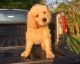 Labradoodle Puppies for sale in Easley, SC, USA. price: $1,200