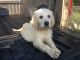 Labradoodle Puppies for sale in Easley, SC, USA. price: $1,200