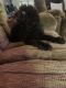 Labradoodle Puppies for sale in Bardstown, KY 40004, USA. price: NA