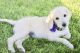 Labradoodle Puppies for sale in Cedar City, UT, USA. price: NA