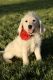 Labradoodle Puppies for sale in Cedar City, UT, USA. price: NA