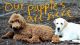 Labradoodle Puppies for sale in Lagrange, OH 44050, USA. price: $800