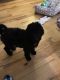 Labradoodle Puppies for sale in Dothan, AL, USA. price: NA