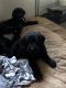 Labradoodle Puppies for sale in Discovery Bay, CA, USA. price: $1,600
