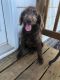 Labradoodle Puppies for sale in Finlayson, MN 55735, USA. price: NA