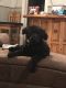 Labradoodle Puppies for sale in Eufaula, OK 74432, USA. price: $600