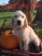 Labradoodle Puppies for sale in Savannah, MO 64485, USA. price: NA