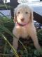 Labradoodle Puppies for sale in Woodburn, IN 46797, USA. price: $600