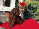 Labradoodle Puppies for sale in Columbus Grove, OH 45830, USA. price: NA