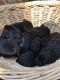 Labradoodle Puppies for sale in Auburn, AL, USA. price: NA