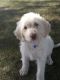 Labradoodle Puppies for sale in Woodburn, IN 46797, USA. price: NA
