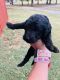 Labradoodle Puppies for sale in Danville, AL 35619, USA. price: NA