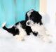 Labradoodle Puppies for sale in Kinston, NC 28501, USA. price: NA