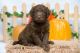 Labradoodle Puppies for sale in Clare, MI 48617, USA. price: NA