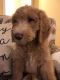 Labradoodle Puppies for sale in Auburn, AL 36830, USA. price: $900
