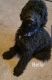 Labradoodle Puppies for sale in Menomonee Falls, WI 53051, USA. price: NA
