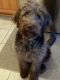 Labradoodle Puppies for sale in Knoxville, TN, USA. price: NA