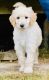 Labradoodle Puppies for sale in Saltville, VA, USA. price: $800