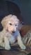 Labradoodle Puppies for sale in McClelland, IA 51548, USA. price: NA