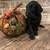 Labradoodle Puppies for sale in Clovis, CA, USA. price: $1,200
