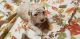 Labradoodle Puppies for sale in Lexington Park, MD, USA. price: NA