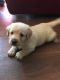 Labradoodle Puppies for sale in Swansea, SC, USA. price: $800