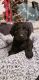 Labradoodle Puppies for sale in Rogers, AR, USA. price: NA