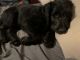 Labradoodle Puppies for sale in Peoria, AZ, USA. price: NA