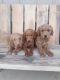 Labradoodle Puppies for sale in Fort Wayne, IN, USA. price: $650