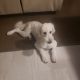Labradoodle Puppies for sale in Macomb, MI 48044, USA. price: NA