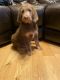 Labradoodle Puppies for sale in Finlayson, MN 55735, USA. price: NA