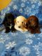 Labradoodle Puppies for sale in Jefferson City, MO, USA. price: $1,500