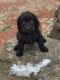 Labradoodle Puppies for sale in Mankato, MN, USA. price: $875