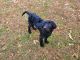 Labradoodle Puppies for sale in Henrico, VA 23294, USA. price: NA
