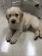 Labradoodle Puppies for sale in Montverde, FL 34756, USA. price: NA