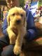 Labradoodle Puppies for sale in Gaffney, SC, USA. price: NA