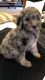 Labradoodle Puppies for sale in Columbus Grove, OH 45830, USA. price: NA