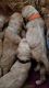 Labradoodle Puppies for sale in Palmdale, CA, USA. price: NA