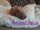 Labradoodle Puppies for sale in 9601 N 34th Ave, Phoenix, AZ 85051, USA. price: NA