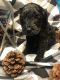 Labradoodle Puppies for sale in Drakesboro, KY 42337, USA. price: NA