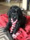 Labradoodle Puppies for sale in White Bird, ID 83554, USA. price: NA
