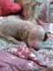 Labradoodle Puppies for sale in Austin, Orchard City, CO, USA. price: NA