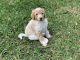 Labradoodle Puppies for sale in Palm Bay, FL, USA. price: NA
