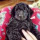 Labradoodle Puppies for sale in 3569 Old Stage Ln, Cleveland, TN 37323, USA. price: NA