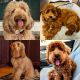 Labradoodle Puppies for sale in Research Triangle, Durham, NC, USA. price: NA